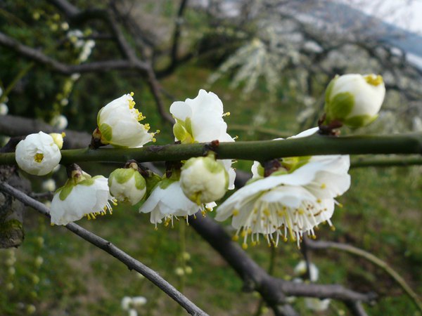 绿色梅花