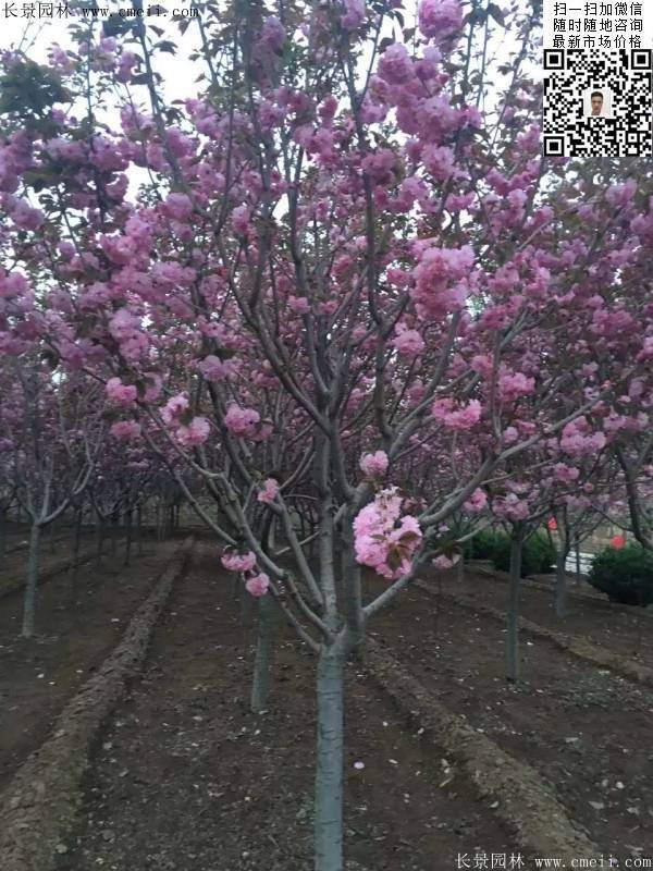 日本樱花图片沭阳日本樱花基地