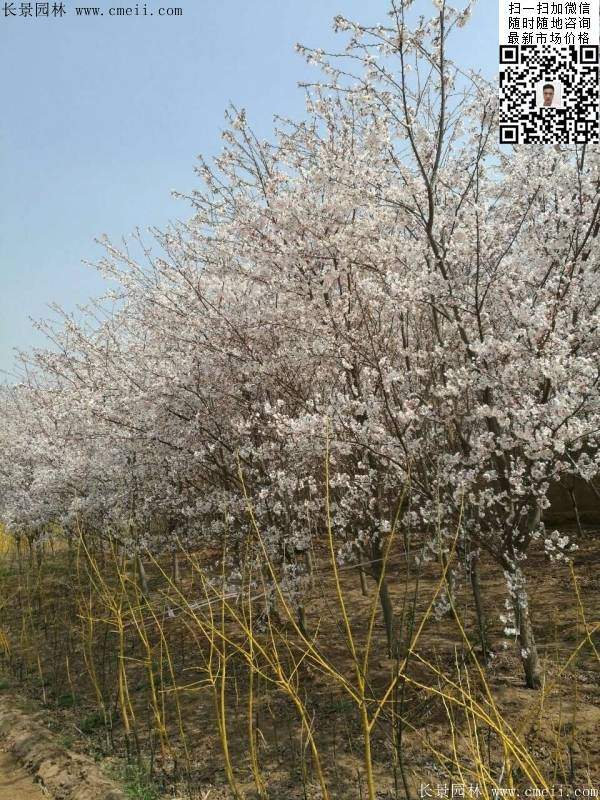 日本樱花图片沭阳日本樱花基地