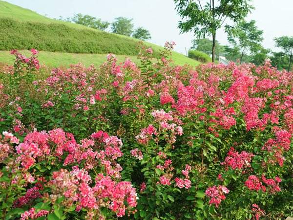 矮紫薇图片基地实拍