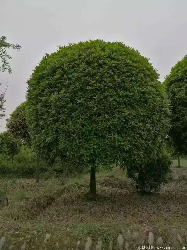 桂花树图片桂花树基地实拍