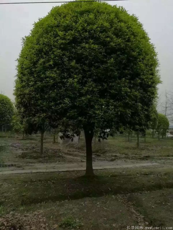 桂花树图片桂花树基地实拍