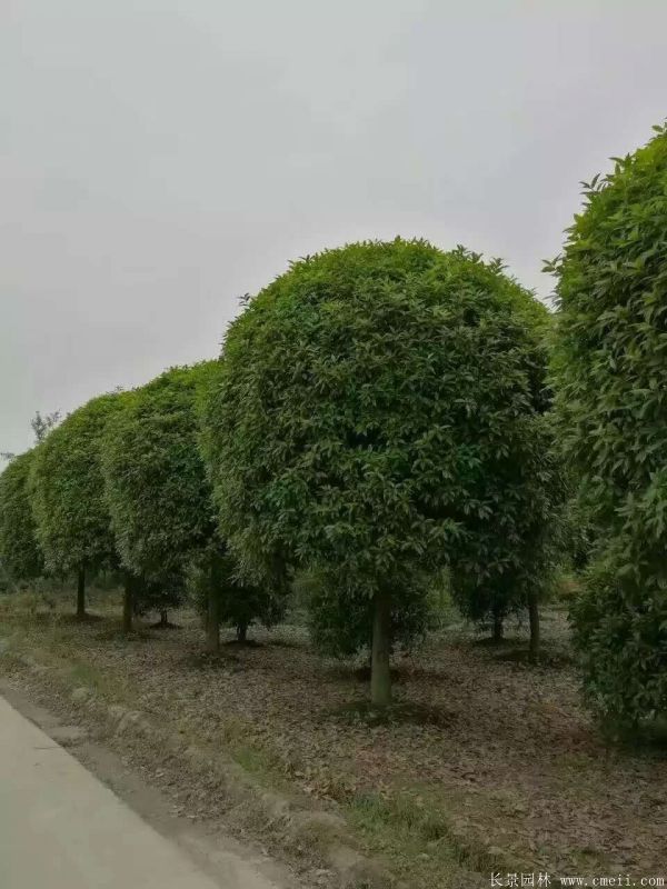 桂花树图片桂花树基地实拍