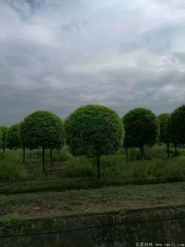 桂花树图片桂花树基地实拍