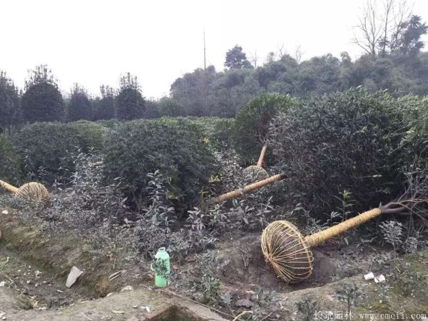 桂花树图片桂花树基地实拍