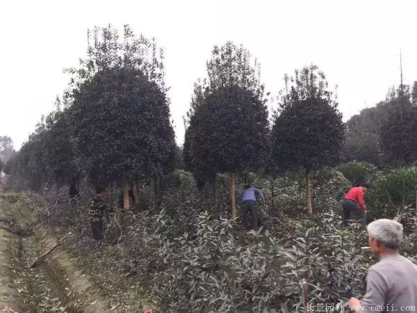 桂花树图片桂花树基地实拍