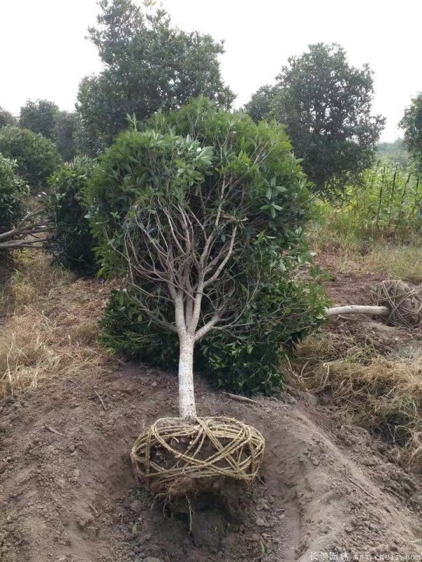 桂花树图片桂花树基地实拍