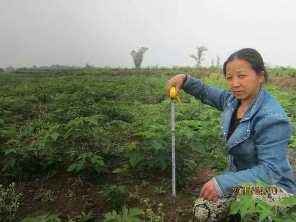 构树苗图片构树小苗基地实拍