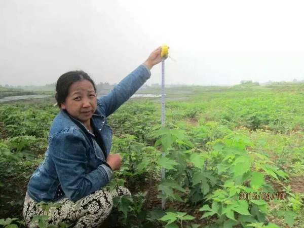 构树苗图片构树小苗基地实拍