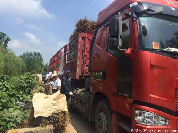 苟树图片苟树基地实拍