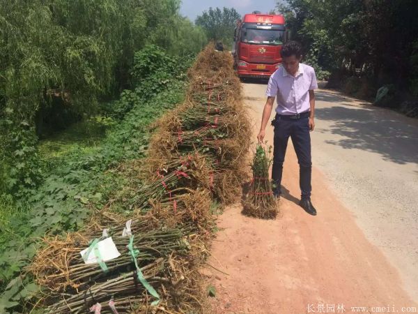 苟树图片苟树基地实拍