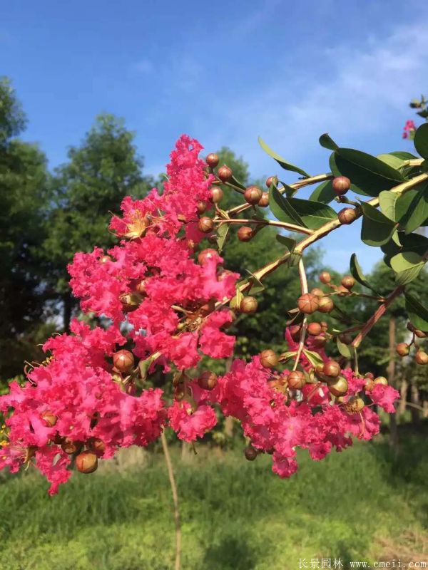 红花紫薇开花图片