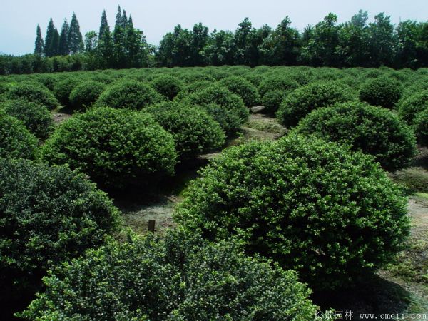 龟甲冬青图片基地实拍