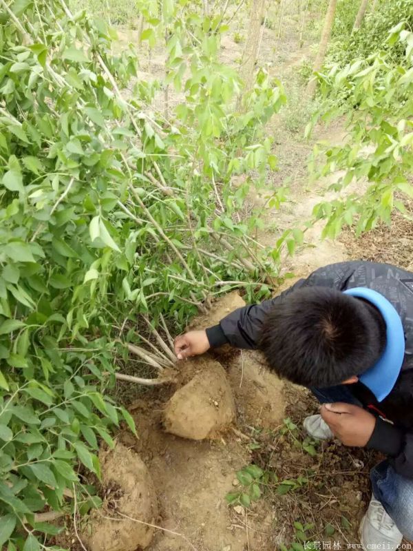 金银木图片基地实拍