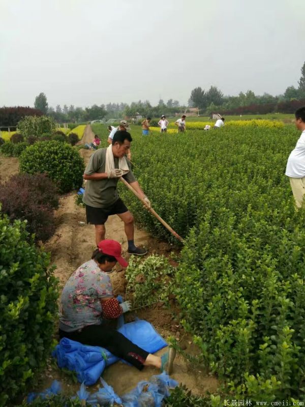 大叶黄杨苗图片基地实拍