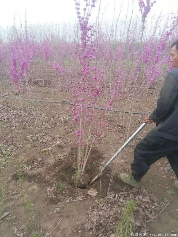 紫荆树图片基地实拍