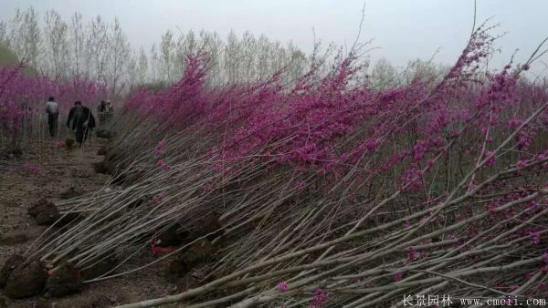 丛生紫荆树图片基地实拍