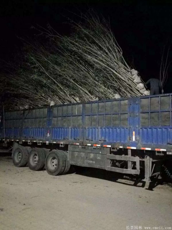 单杆紫荆树图片基地实拍