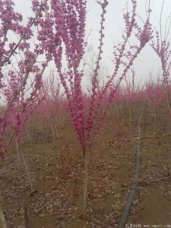 单杆紫荆树图片基地实拍