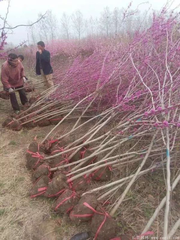 单杆紫荆树图片基地实拍