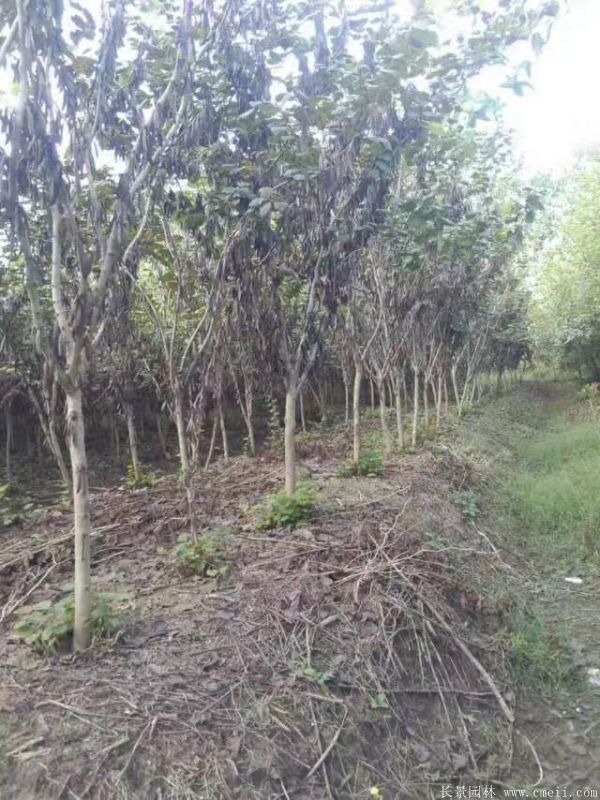 单杆紫荆树图片基地实拍