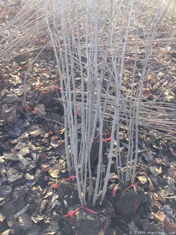 丛生紫荆树图片基地实拍