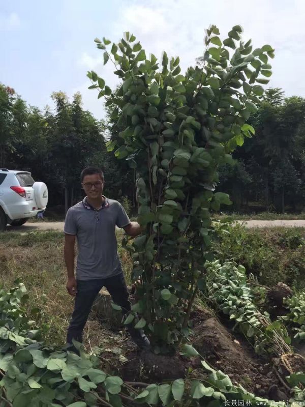 丛生紫荆树图片基地实拍