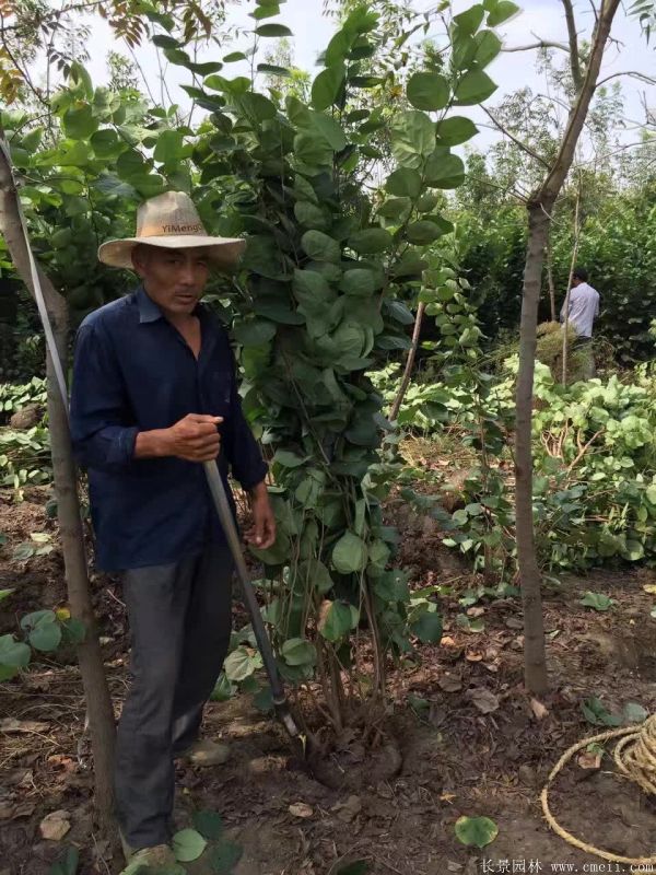 丛生紫荆树图片基地实拍