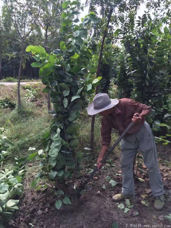 丛生紫荆树图片基地实拍