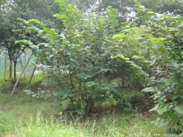 丛生紫荆树图片基地实拍