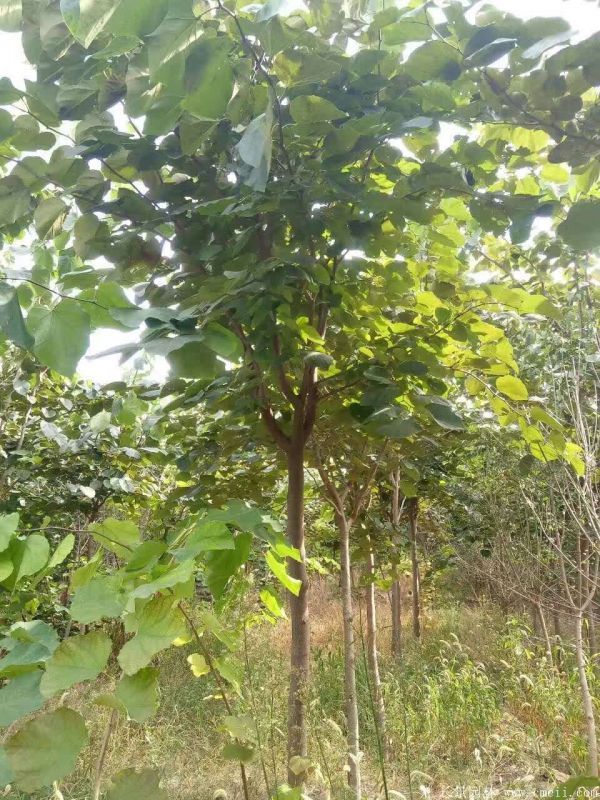 单杆紫荆树图片基地实拍