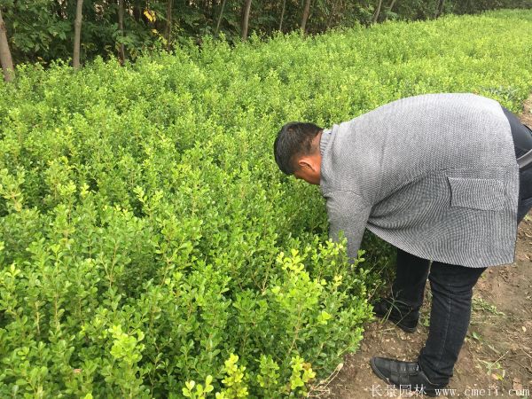 小叶黄杨图片基地实拍