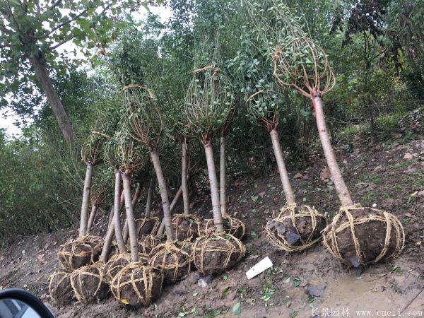 红梅树红梅花图片基地实拍