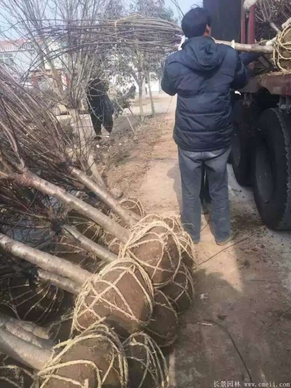 红梅树红梅花图片基地实拍