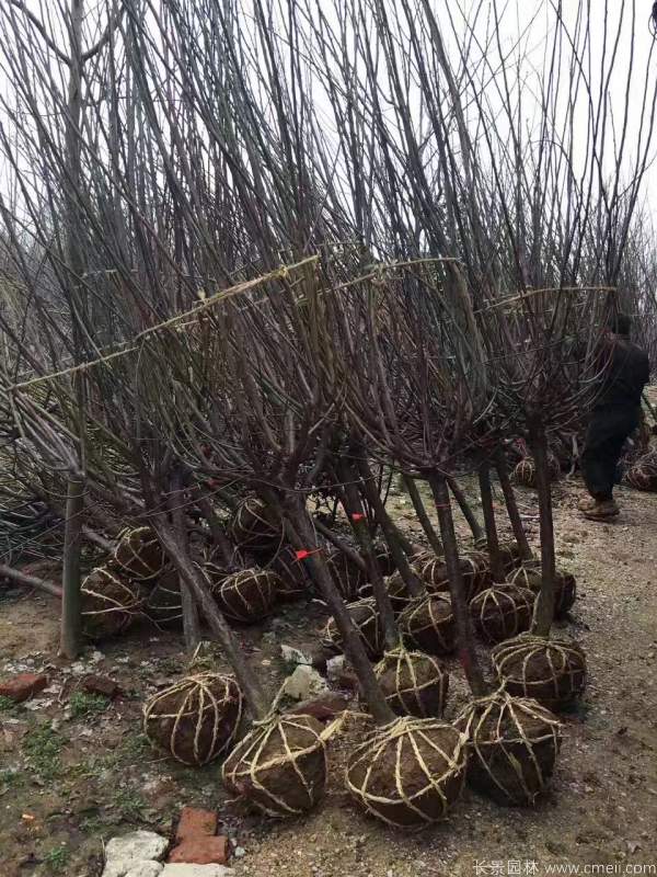 红梅树红梅花图片基地实拍