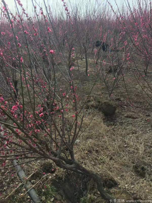 红梅树红梅花图片基地实拍