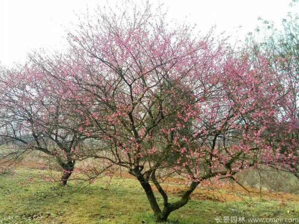 红梅树红梅花图片基地实拍