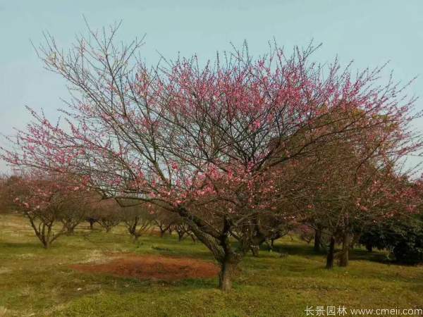 红梅树红梅花图片基地实拍