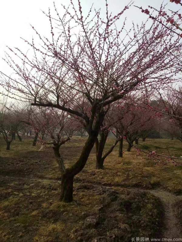 红梅树红梅花图片基地实拍