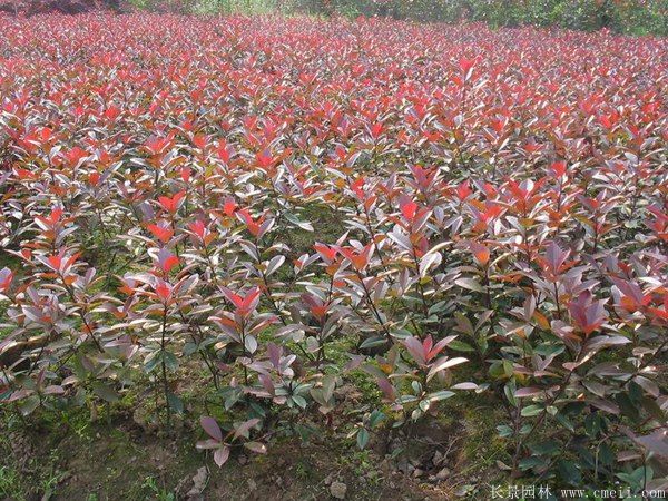 红叶石楠图片基地实拍