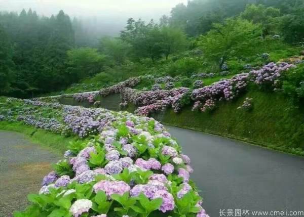 八仙花图片基地实拍