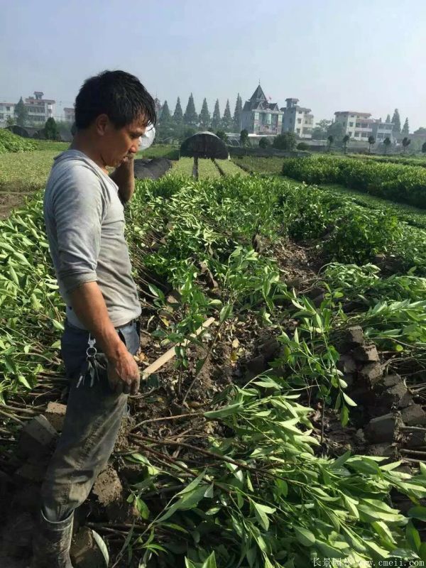 法国冬青图片基地实拍