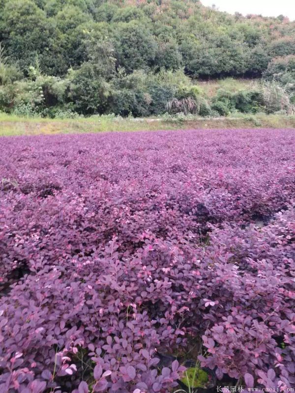 红花继木图片基地实拍