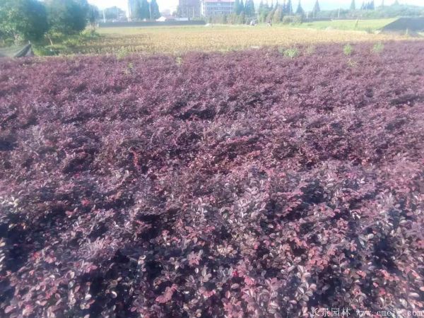 红花继木图片基地实拍