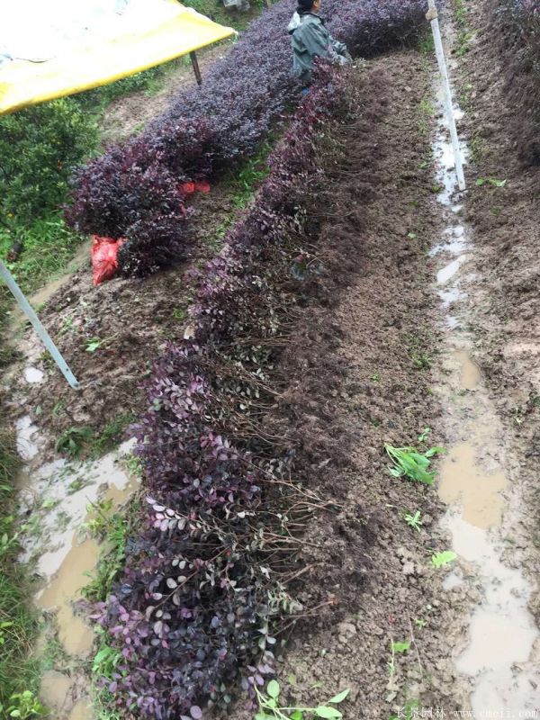 红花继木图片基地实拍