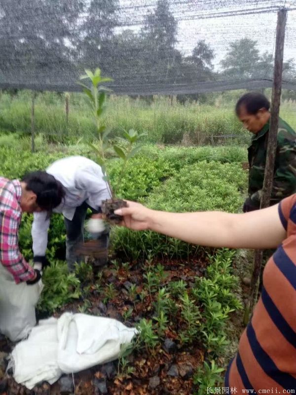 春鹃图片基地实拍