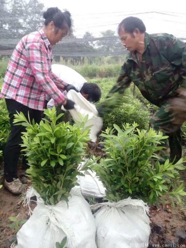 毛鹃图片基地实拍