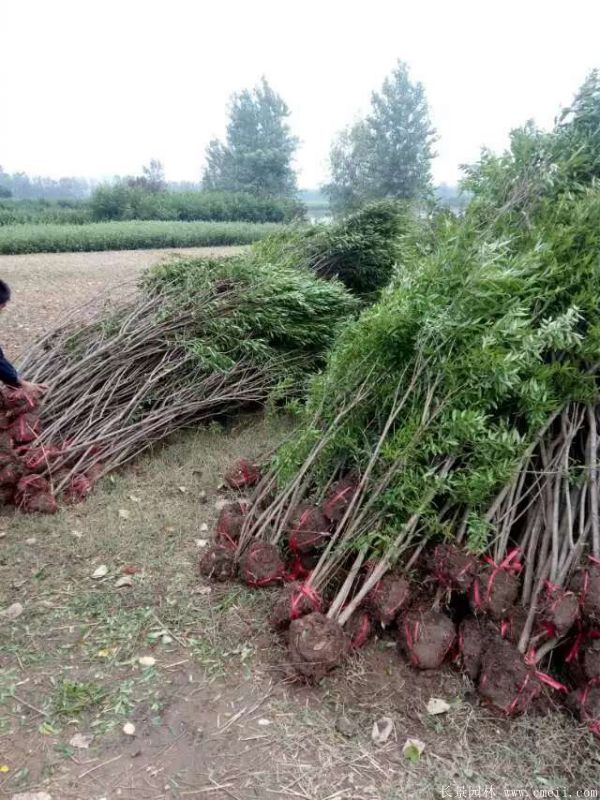 花石榴图片基地实拍