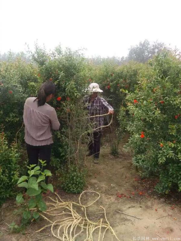 花石榴图片基地实拍