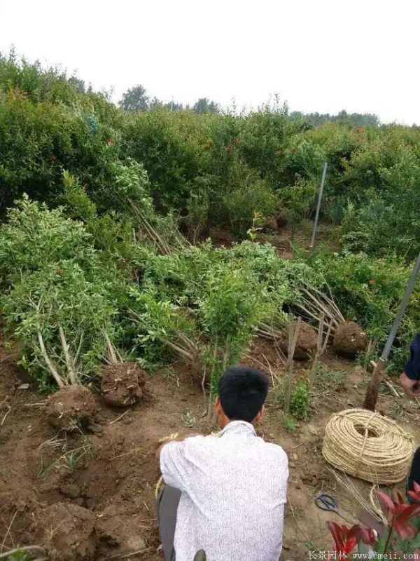 花石榴图片基地实拍